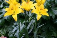 Lilium LA Rapid Yellow