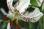 Lilium MA Albi Morning