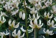 Lilium MA Albi Morning
