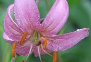 Lilium MA Candy Morning