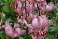 Lilium MA Candy Morning
