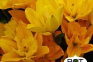 Lilium AZ Beverly Gold (G 14-006)