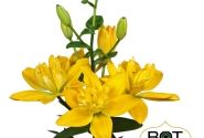 Lilium AZ Beverly Gold (G 14-006)