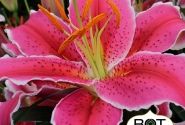 Lilium OR Marlon