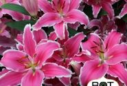 Lilium OR Marlon