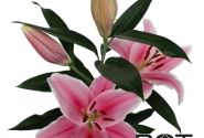 Lilium OR Marlon