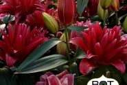 Lilium OR Red Rider
