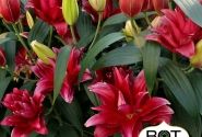 Lilium OR Red Rider