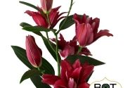 Lilium OR Red Rider