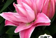 Lilium OR Trentino