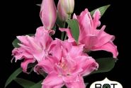 Lilium OR Trentino