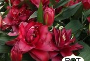 Lilium OR Jamala