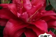 Lilium OR Jamala