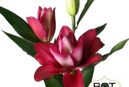Lilium OR Jamala