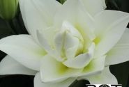 Lilium OT Blizzard