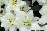Lilium OT Blizzard