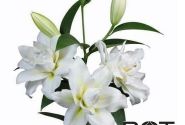 Lilium OT Blizzard