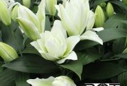 Lilium OT Blizzard
