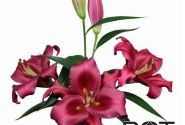 Lilium OT Monterosso