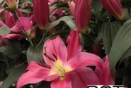 Lilium OT Valdosta