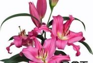 Lilium OT Valdosta
