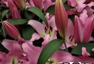 Lilium OT Valdosta