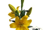 Lilium LA Branko