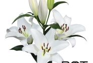 Lilium LA Branko