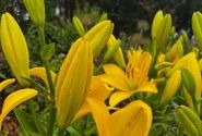 Lilium LA Branko