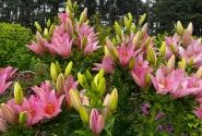 Lilium LA Cervia