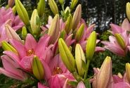 Lilium LA Cervia