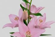Lilium LA Cervia
