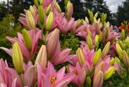 Lilium LA Cervia