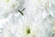 Chrysanthemum, daudzziedu Zembla White