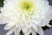 Chrysanthemum, daudzziedu Zembla White