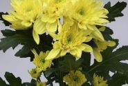Chrysanthemum, daudzziedu Zembla Sunny