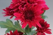 Chrysanthemum, daudzziedu Barca