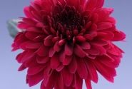 Chrysanthemum, daudzziedu Barca