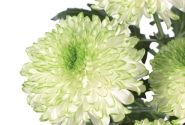 Chrysanthemum, daudzziedu Zembla Lime