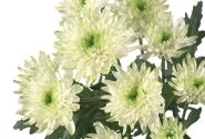 Chrysanthemum, daudzziedu Zembla Lime