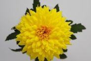 Chrysanthemum, daudzziedu Yeti Dark Yellow