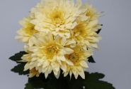Chrysanthemum, daudzziedu Yeti Beach