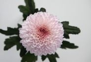 Chrysanthemum, daudzziedu Xian