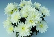Chrysanthemum, vid. ziedu Smola White