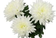 Chrysanthemum, vid. ziedu Smola White