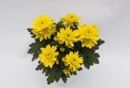 Chrysanthemum, vid. ziedu Cayman Yellow