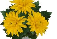 Chrysanthemum, vid. ziedu Cayman Yellow