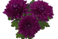 Chrysanthemum, vid. ziedu Vido Purple