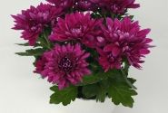 Chrysanthemum, vid. ziedu Vido Purple