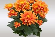 Chrysanthemum, vid. ziedu Cayman Orange